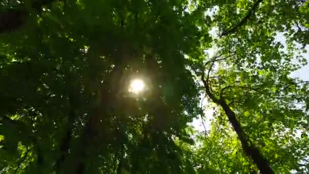 Observando Coroas Árvores Chão Início Primavera Tempo Ensolarado Vento Primavera — Vídeo de Stock