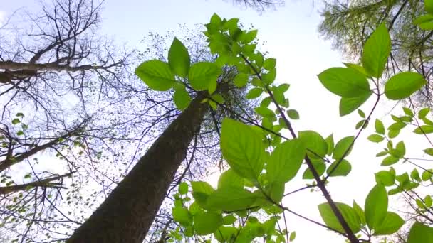 Kronen Von Bäumen Mit Blättern Sonnigen Tagen — Stockvideo