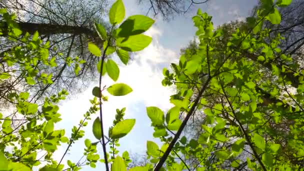 Beobachtet Junge Grüne Blätter Einem Busch Frühlingspark Große Baumkronen Dahinter — Stockvideo