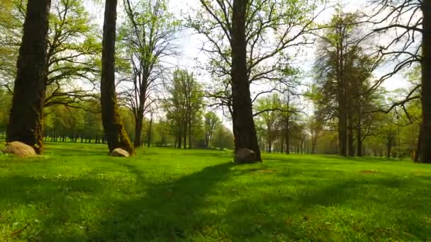 Vackra Hösten Skogen Med Solen Skiner — Stockvideo