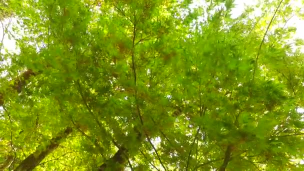 Спостерігаючи Коронками Дерев Землі Рання Весна Сонячна Погода Легкий Весняний — стокове відео