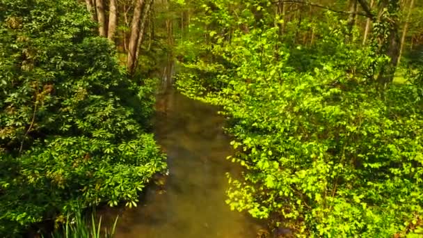 Petit Ruisseau Dans Forêt Printanière — Video