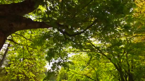 Baumkronen Vom Boden Aus Beobachten Vorfrühling Sonniges Wetter Leichter Frühlingswind — Stockvideo