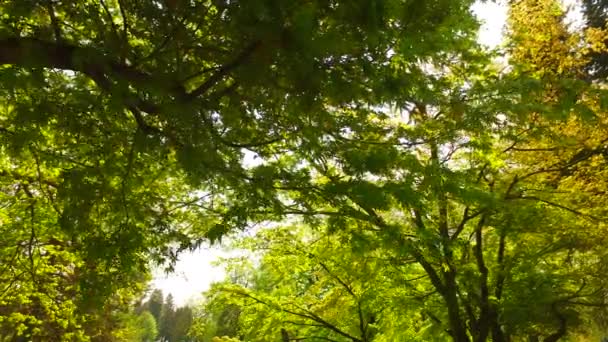 Observando Las Coronas Los Árboles Desde Suelo Primavera Temprana Clima — Vídeos de Stock