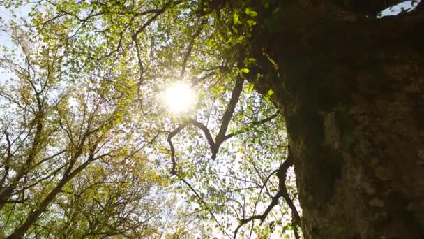Observando Las Coronas Los Árboles Desde Suelo Primavera Temprana Clima — Vídeo de stock