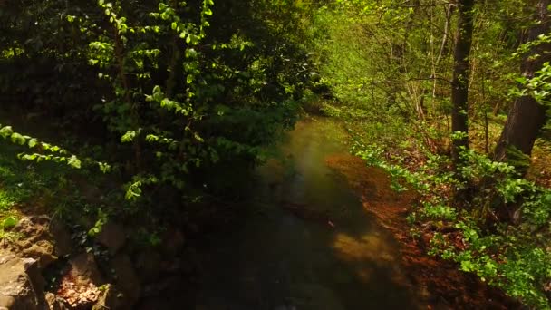 Piccolo Ruscello Nella Foresta Primaverile — Video Stock