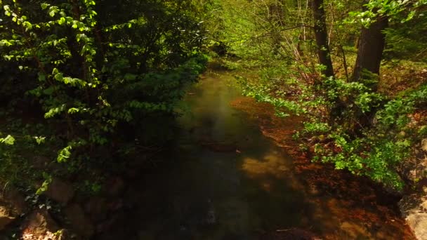 Petit Ruisseau Dans Forêt Printanière — Video