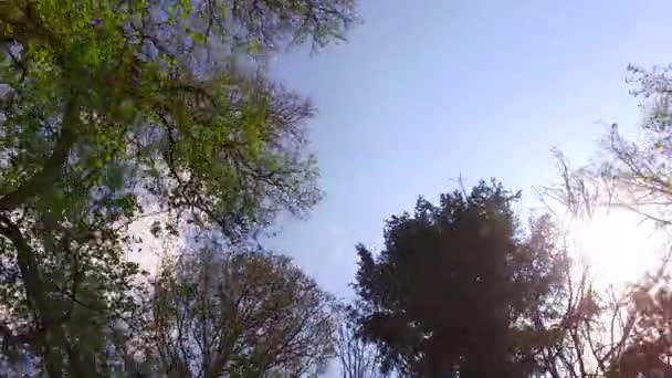 Het Observeren Van Boomkronen Vanaf Grond Vroeg Voorjaar Zonnig Weer — Stockvideo