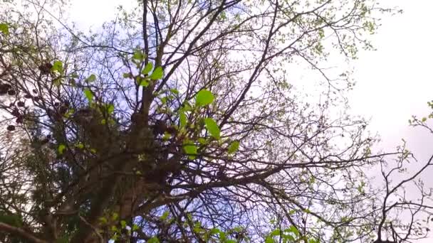 Pozorovat Koruny Stromů Země Brzy Jaře Slunečné Počasí Lehký Jarní — Stock video