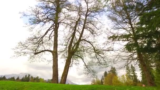 Hermoso Bosque Otoño Con Sol Brillante — Vídeos de Stock