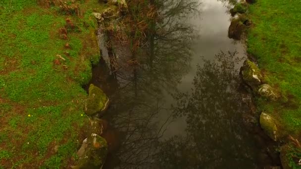 Маленький Ручей Весеннем Лесу — стоковое видео