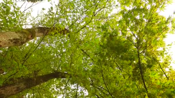 Gözlem Ağacı Yerden Taçlanıyor Baharın Başında Güneşli Bir Hava Hafif — Stok video