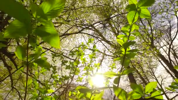 Observando Hojas Verdes Jóvenes Arbusto Parque Primavera Grandes Coronas Árboles — Vídeo de stock