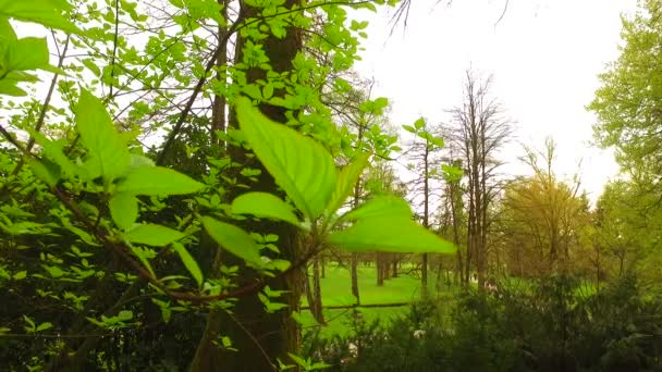 在春天的公园里观察到一丛丛嫩绿的树叶 大树冠在后面 远在上面 — 图库视频影像