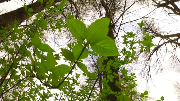 Beobachtet Junge Grüne Blätter Einem Busch Frühlingspark Große Baumkronen Dahinter — Stockvideo