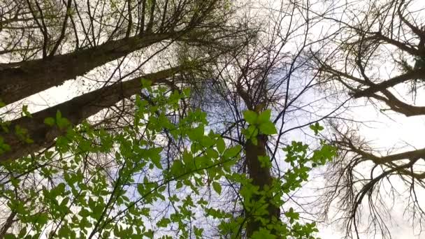 Observando Las Coronas Los Árboles Desde Suelo Primavera Temprana Clima — Vídeo de stock