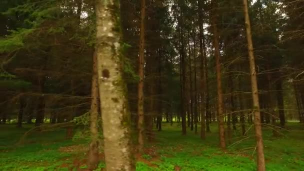 Schöner Herbstwald Mit Sonnenschein — Stockvideo