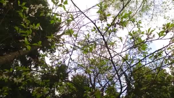 Baumkronen Vom Boden Aus Beobachten Vorfrühling Sonniges Wetter Leichter Frühlingswind — Stockvideo