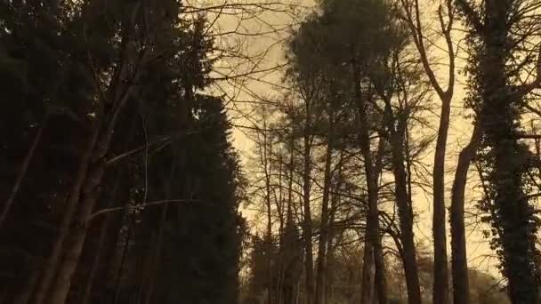 Красивый Осенний Лес Сияющим Солнцем — стоковое видео
