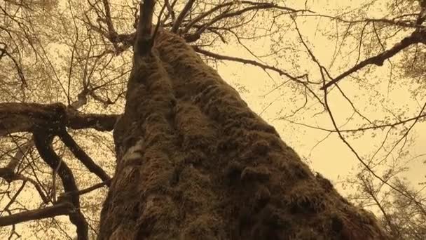 Het Observeren Van Boomkronen Vanaf Grond Vroeg Voorjaar Zonnig Weer — Stockvideo