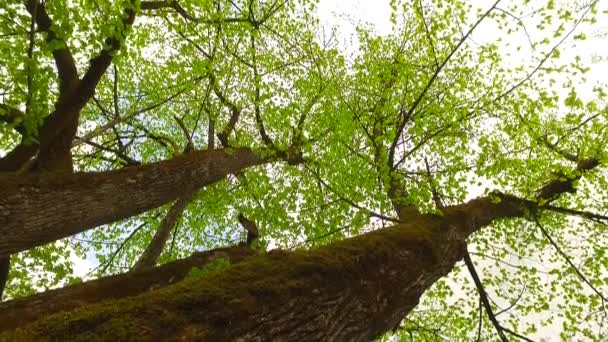 Observation Träd Kronor Från Marken Tidig Vår Soligt Väder Ljus — Stockvideo