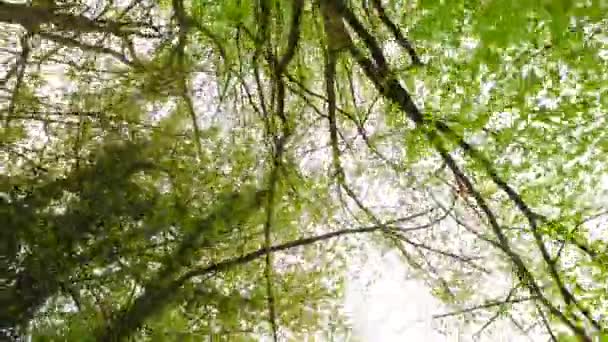 Observing Tree Crowns Ground Early Spring Sunny Weather Light Spring — Stock Video