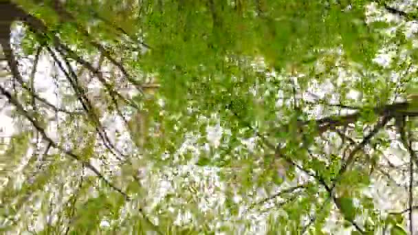 Observando Las Coronas Los Árboles Desde Suelo Primavera Temprana Clima — Vídeo de stock