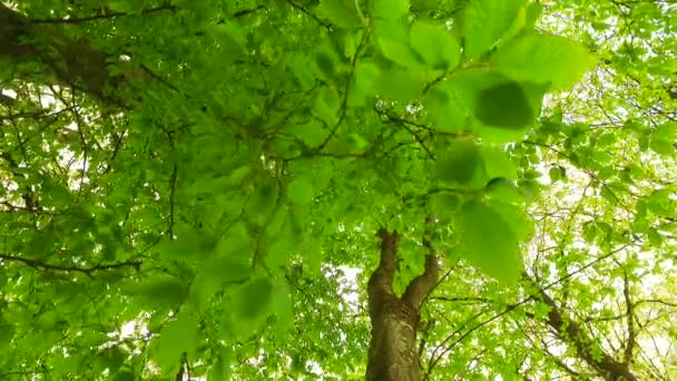 地面から木の冠を観察する 早春だ天気は晴れ 光春の風 — ストック動画