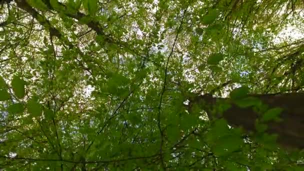 Osservando Corone Degli Alberi Terra Inizio Primavera Tempo Soleggiato Vento — Video Stock