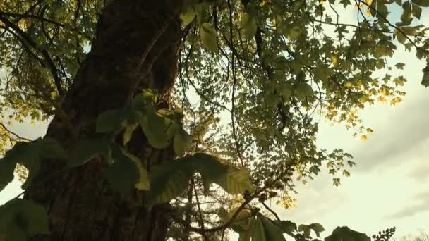 Observation Träd Kronor Från Marken Tidig Vår Soligt Väder Ljus — Stockvideo