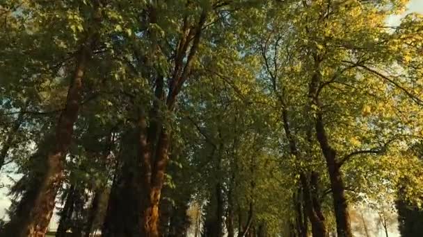 Спостерігаючи Молодими Зеленими Деревами Парку Весняний Час Пелатантське Сонце — стокове відео