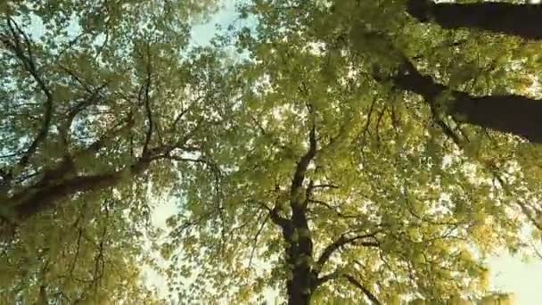 从地面观察树冠 阳光灿烂的天气 轻风春风 — 图库视频影像
