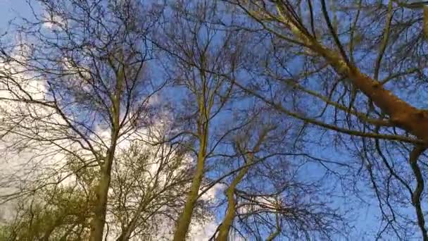 Het Observeren Van Boomkronen Vanaf Grond Vroeg Voorjaar Zonnig Weer — Stockvideo