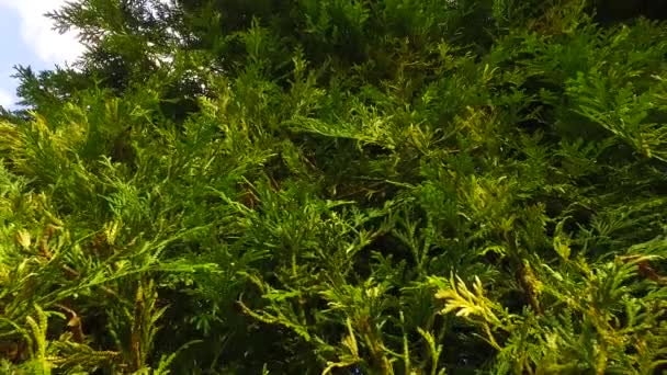 Intensive Green Leaves Bush — Vídeos de Stock