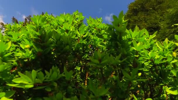 Observando Coronas Árboles Jóvenes Verdes Parque Primavera Sol Pelasant — Vídeos de Stock