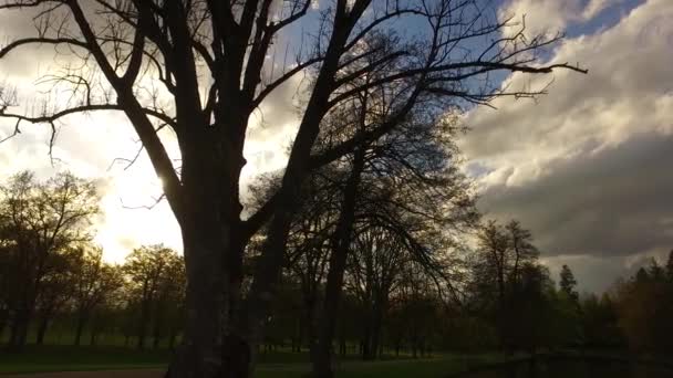 Mooie Herfst Bos Met Zon Schijnt — Stockvideo