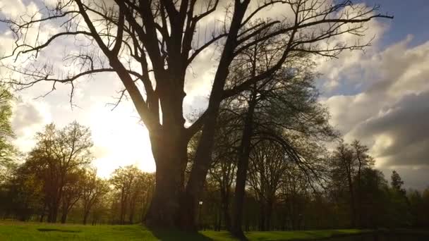 Vackra Hösten Skogen Med Solen Skiner — Stockvideo