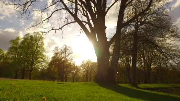 Vackra Hösten Skogen Med Solen Skiner — Stockvideo