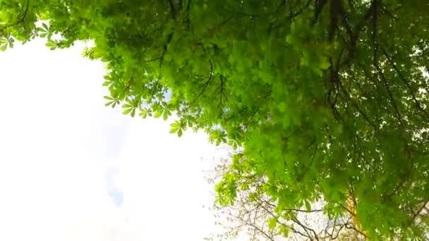 Спостерігаючи Коронками Дерев Землі Рання Весна Сонячна Погода Легкий Весняний — стокове відео