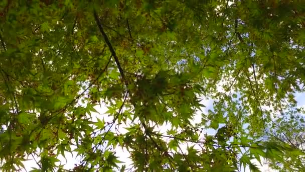 Het Observeren Van Boomkronen Vanaf Grond Vroeg Voorjaar Zonnig Weer — Stockvideo