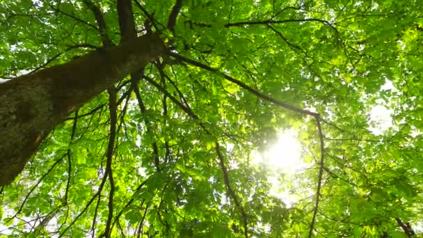 Observando Las Coronas Los Árboles Desde Suelo Primavera Temprana Clima — Vídeo de stock