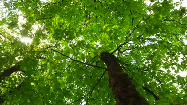 从地面观察树冠 阳光灿烂的天气 轻风春风 — 图库视频影像