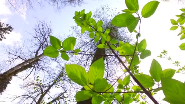 Fechar Folhas Arbusto Pequeno Verde Vívidas Acenando Suavemente Vento Primavera — Vídeo de Stock
