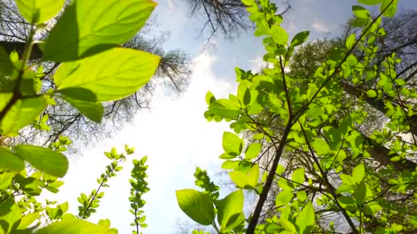 Primer Plano Hojas Arbusto Verde Vivo Suavemente Ondeando Viento Primavera — Vídeos de Stock