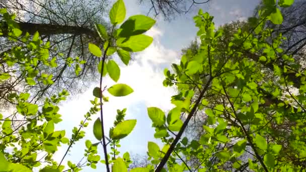 鮮やかな緑の小さな茂みの葉の閉鎖は 優しく春の風に手を振って — ストック動画