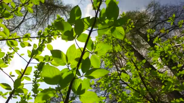 Primer Plano Hojas Arbusto Verde Vivo Suavemente Ondeando Viento Primavera — Vídeo de stock