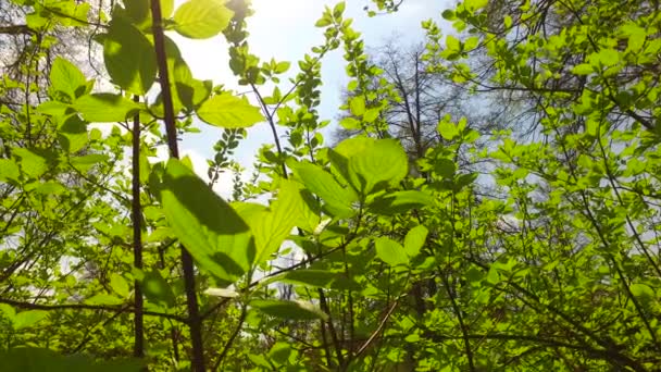 鮮やかな緑の小さな茂みの葉の閉鎖は 優しく春の風に手を振って — ストック動画