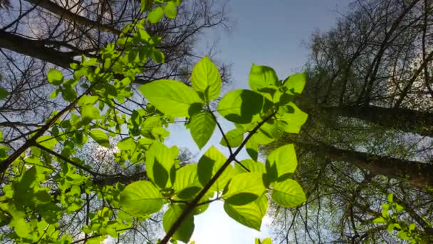 Observando Folhas Verdes Jovens Arbusto Parque Primavera Grande Árvore Coroas — Vídeo de Stock