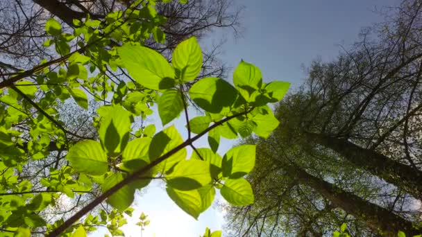 Observando Folhas Verdes Jovens Arbusto Parque Primavera Grande Árvore Coroas — Vídeo de Stock