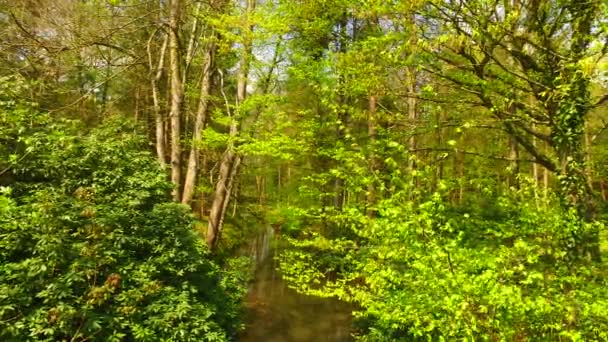 Pequeno Riacho Floresta Primavera — Vídeo de Stock